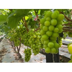 陕西阳光玫瑰特大果约4斤2-3串彩箱 单果12克+ 偏远另加运费