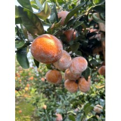 广西茂谷柑5斤装果径65-70mm（偏远另加运费）