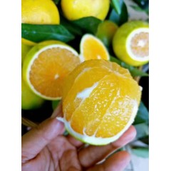海南澄迈福橙9斤彩箱装大果一斤2-4个（偏远另加运费）