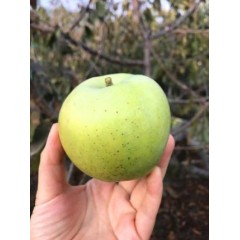 河北石家庄王林苹果4.5斤礼盒 精品果（偏远另加运费）