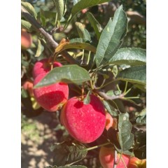 辽宁锦州东北鸡心果4.5（香妃海棠）精品果（偏远另加运费）