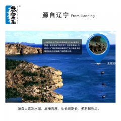 参掌柜速发辽刺参干品 16g 8只+泡发杯  新疆、西藏、甘肃、青海不发货