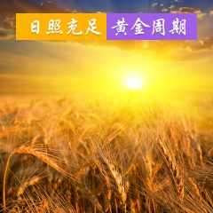 奉粮  五常稻品香米 10KG