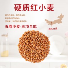 鑫乐全麦面粉5kg内蒙河套绿色食品含麦麸小麦胚芽膳食纤维12.2g 6943724050040