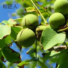 松匠人 核桃仁250克*2袋