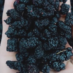 新疆桑葚干原味无沙免洗黑桑葚干泡茶零食散装干果 200g