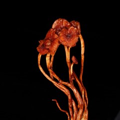 花家盛世 茶树菇150g/袋  6920776800663  偏远另加运费