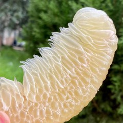 云南嘟嘟 云南青柚单果1.5-2斤	2个