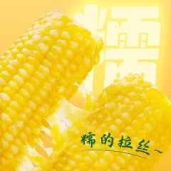 十月稻田 黄糯玉米 3.52斤(220g*8根) 东北甜黏玉米棒 早餐苞米 真空包装  6953721707571  新疆西藏海南内蒙甘肃宁夏青海不发货