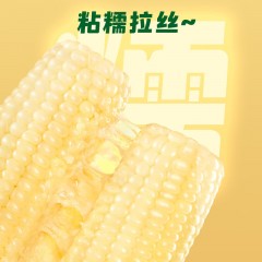 十月稻田 白糯玉米 4.16斤(260g*8根) 东北甜黏玉米棒 6953721708059   新疆西藏海南内蒙甘肃宁夏青海不发货