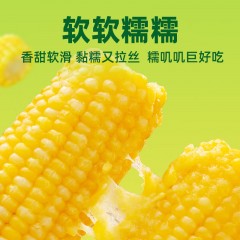 十月稻田 东北玉米 鲜食黄糯玉米 1.32kg*1袋 220g*6根 6974382971903 新疆西藏海南内蒙甘肃宁夏青海不发货