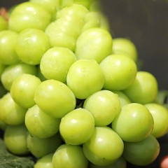 云南阳光玫瑰 3斤家庭装(2~3串) 单果8~10g