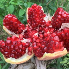 会理石榴喜乐四季发财果王 4.5-5斤（4枚）单果1.2斤以上