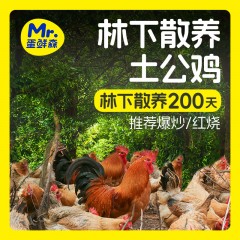 林下散养土公鸡1000g/只ZH317