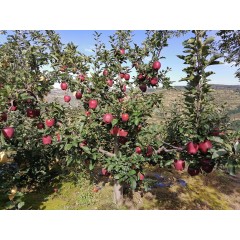 甘肃天水花牛苹果 3斤 果径75～80mm  7～9个  地标产品