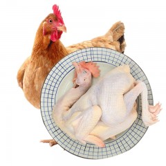 泓花会谷物新鲜散养土鸡（700-750克/只）3只装 6974644230823 顺丰包邮 偏远另加运费