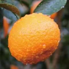 云南高原沃柑（虎柑）5斤装小果彩箱净重4.5斤