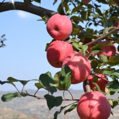 甘肃静宁苹果净重14斤（特大果85mm+）地标产品(顺丰/京东）