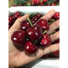 大连樱桃(精选美早)（10g+ J果径28mm+)果净重约1.8斤