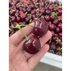 大连樱桃(精选美早)（10g+ J果径28mm+)果净重约1.8斤