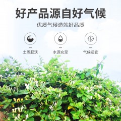 【方家铺子】金银花50g/瓶装