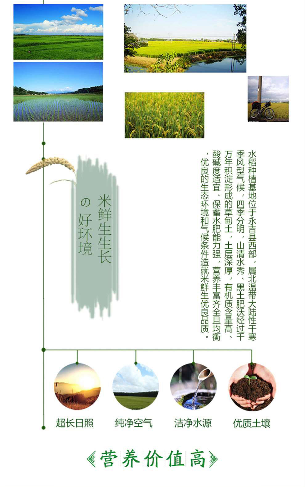 滋养米_05.jpg