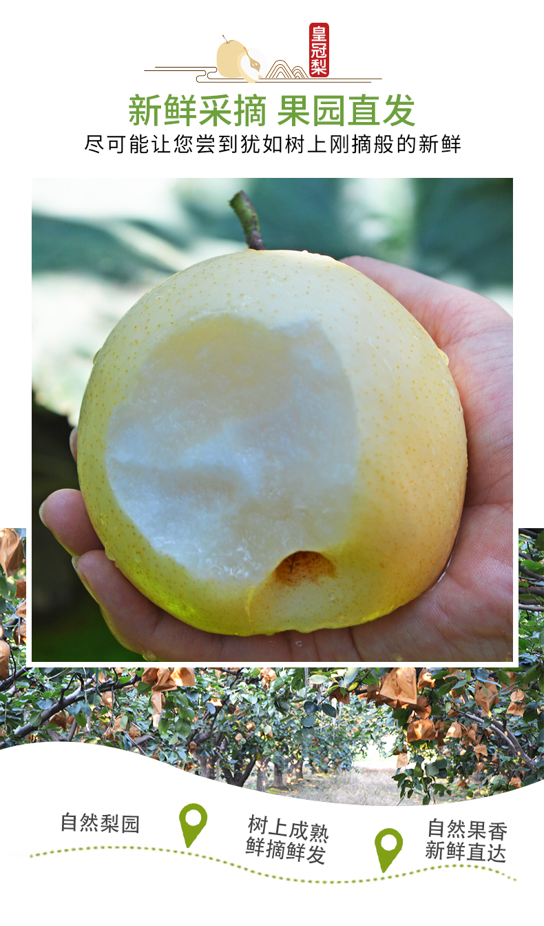 皇冠梨详情_06.jpg
