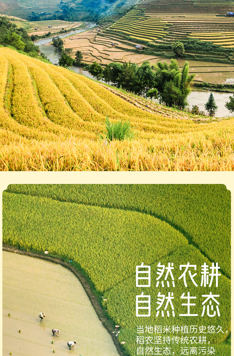 御泰坊纳象茉莉香米5详情页_03.jpg
